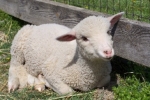 Sheep1.jpg